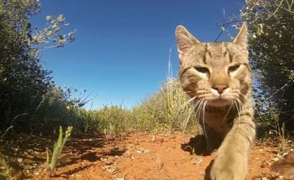 Feral cat strolls through Australian rural area. Credit: Hugh McGregor.